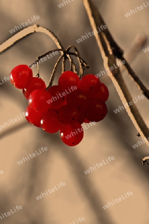 Beeren im Winter II