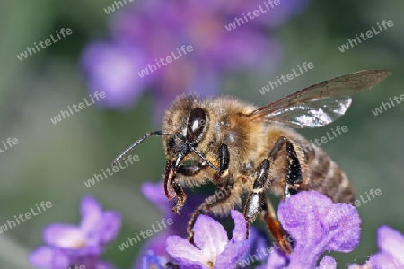 Honigbiene (Apis Melifera) sitzt auf Bluete