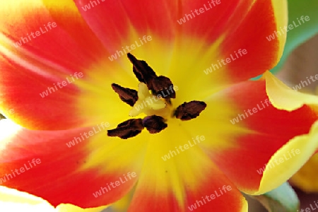 Tulpe 2