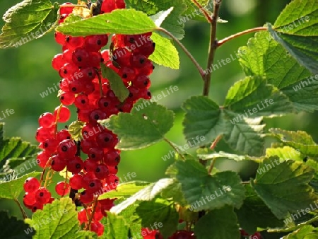 Johannisbeeren