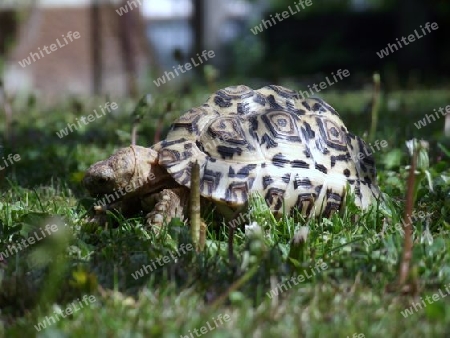 Leopard, Panther, Pantherschildkr?te, Leopardschildkr?te, Schildkr?te, Reptilien, Exoten, Exot, Afrika, Kenia, Kenya, Tansania