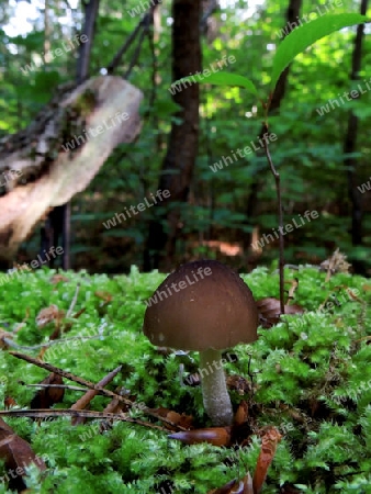 Pilz (3)