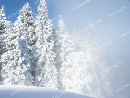 Wald in der Wolke