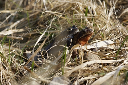 Grasfroesche bei der Paarung