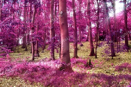 Beautiful pink and purple infrared panorama of a countryside landscape with a blue sky.