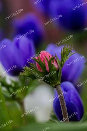 Garten-Anemone