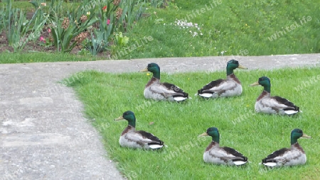 Enten im Park