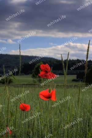 Leuchtend roter Mohn in einer Fr?hlingswiese; hdr-fotografie