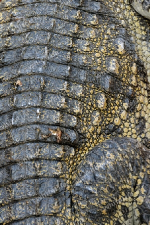 A Crocodile Farm near the City of Siem Riep in the west of Cambodia.