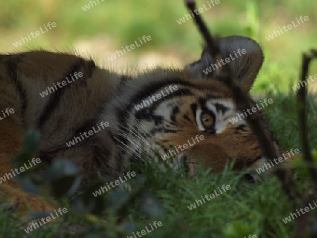 ruhender Tiger im Gras