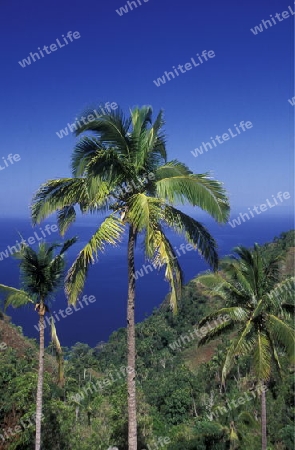 the landscape on the coast of the village Moya on the Island of Anjouan on the Comoros Ilands in the Indian Ocean in Africa.   