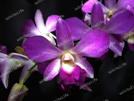 Orchidee