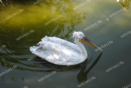 wasservogel,pelikan