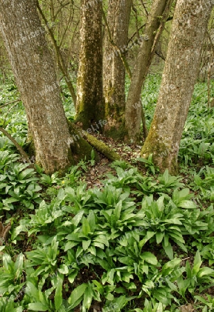 B?rlaubl?tter vor einem 4er Baum