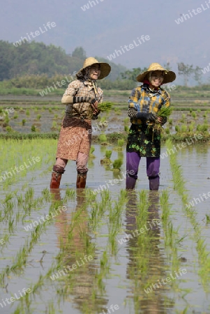 Rice farmers plant rice in a ricefield at the city of Nyaungshwe at the Inle Lake in the Shan State in the east of Myanmar in Southeastasia.