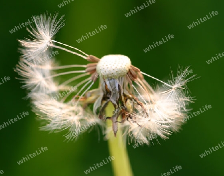 Pusteblume / L?wenzahn