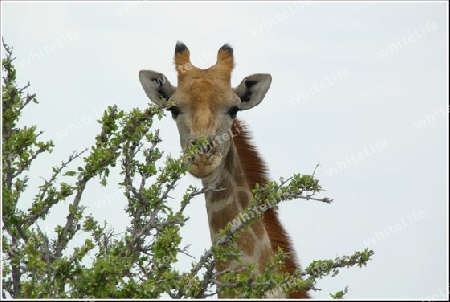 Namibia