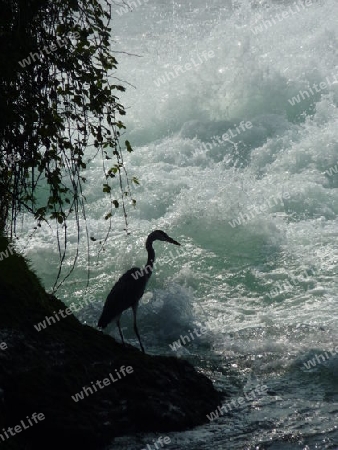 Storch am Wasser