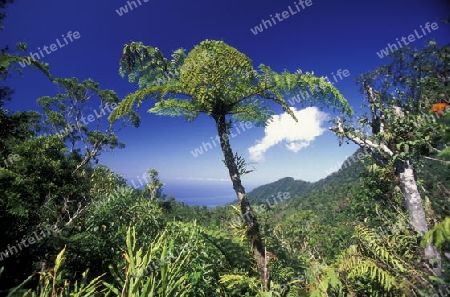 the landscape on the coast of the village Moya on the Island of Anjouan on the Comoros Ilands in the Indian Ocean in Africa.   