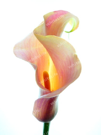 Calla