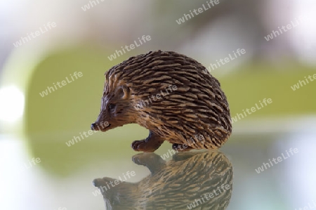 igel