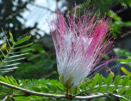 Regenbaum - Albizia saman