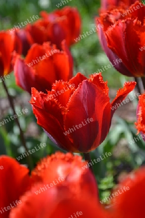 Tulpe