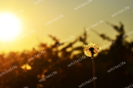 Pusteblume im Sonnenschein