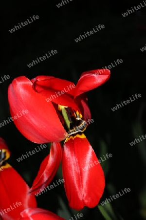 Tulpe