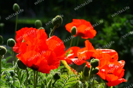 Roter Mohn betört