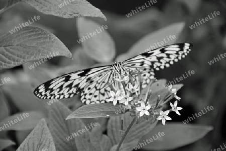 Schmetterling