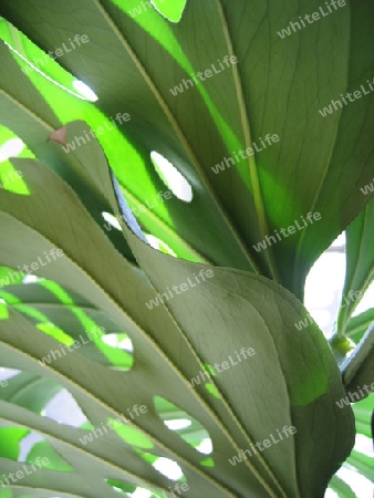 nahaufnahme philodendron