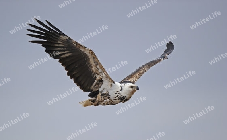 afrikanischer Fischadler (Pandion haliaetus),  im Flug, Masai Mara, Kenia, Afrika