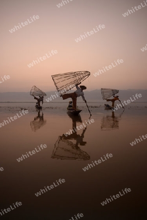 Fishermen at sunrise in the Landscape on the Inle Lake in the Shan State in the east of Myanmar in Southeastasia.