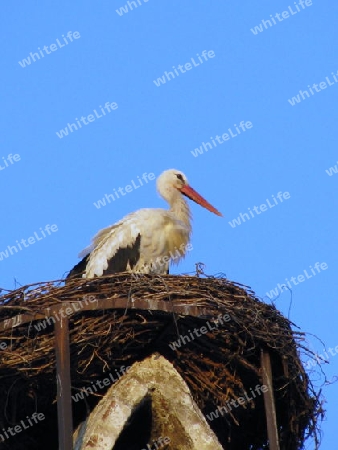 ein Weissstorch in seinem Nest ueber einem Kamin