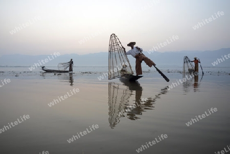 Fishermen at sunrise in the Landscape on the Inle Lake in the Shan State in the east of Myanmar in Southeastasia.