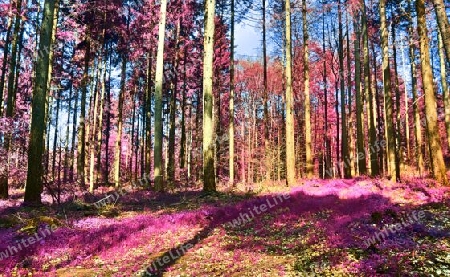 Beautiful pink and purple infrared panorama of a countryside landscape with a blue sky.