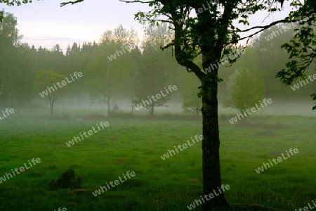 Wiese im Nebel