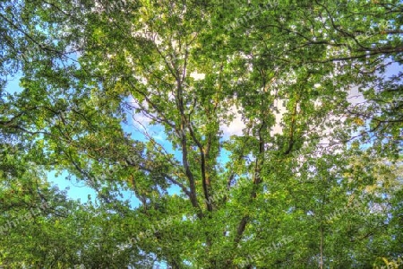 Beautiful view into a dense green forest with bright sunlight casting deep shadow.