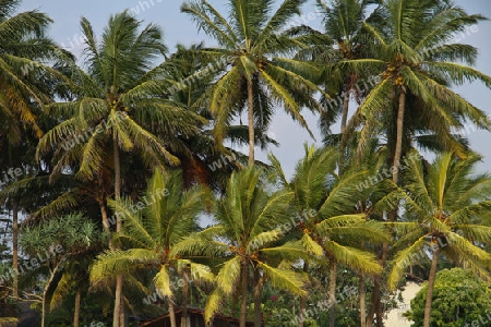 Kokosnusspalmen in Sri Lanka