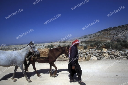 Ein Bauer mit Pferden bei Aleppo im Norden von Syrien im Nahen Osten. 