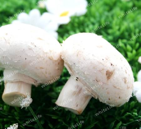 Champignons