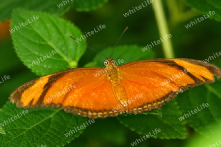 Schmetterling