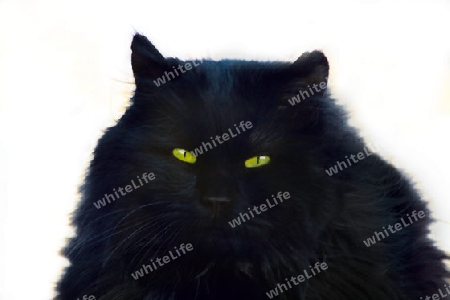 Black tomcat with luminous green-yellow eyes