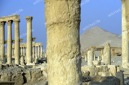 Die Ruinen von Palmyra in der Wueste Faydat in Syrien im Mittleren Osten in Arabien.