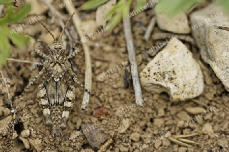 Blaufluegelige ?dlandschrecke, Oedipoda caerulescens