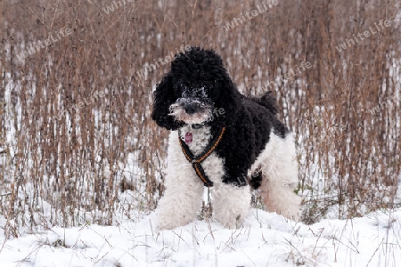 Harlekinpudel, Pudel im Schnee