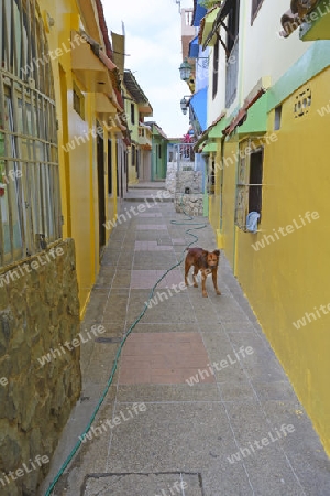 bunte Wohnh?user im Bezirk Las Penas, auf dem Cerro Santa Ana,  Guayaquil, Ecuador, Suedamerika