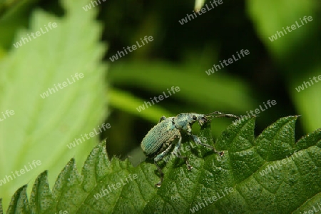 R?sselk?fer (Pachyrhinus lethierryi)