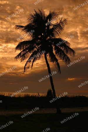 Palme im Abendlicht